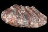 Metoposaur (Koskinonodon) Skull Scute - Arizona #133318-1